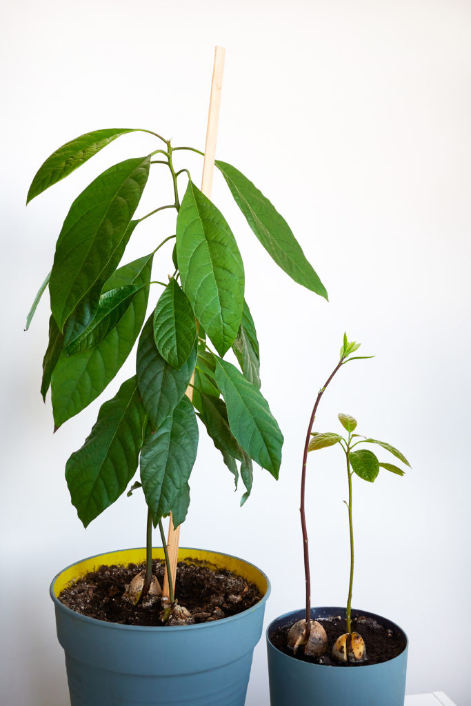 Van avocadopit naar plant Leukekinderactiviteiten.nl Van avocadopit naar plant Leukekinderactiviteiten.nl